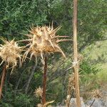 Silybum marianum Plod
