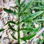 Sisymbrella aspera Hoja