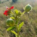 Hibiscus aponeurus Fruto