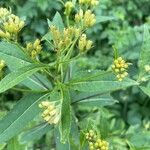 Senecio cacaliaster برگ