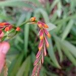 Crocosmia × crocosmiifloraFlor