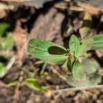 Hypericum punctatumList