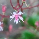 Saxifraga umbrosaЦвят