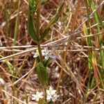 Centaurium tenuiflorum Hoja