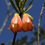 Thiollierea campanulata Flower