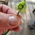 Allium canadense Leaf