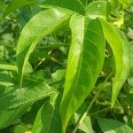 Gossypium arboreum Lehti