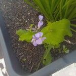 Orychophragmus violaceus Flor