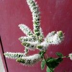 Mentha x rotundifolia Flower