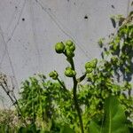 Silphium terebinthinaceum Flower