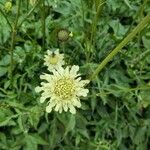 Cephalaria gigantea Flower