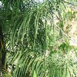 Araucaria biramulata Habit