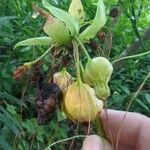 Tacca leontopetaloides Frucht