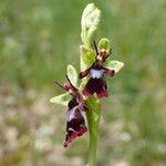 Ophrys insectifera Fula