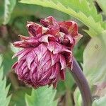 Melianthus major Floare