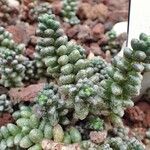 Sedum furfuraceum Облик