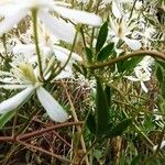 Clematis flammulaFlower