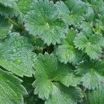 Potentilla megalantha Leaf