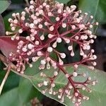 Photinia fraseri Flower