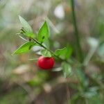 Ruscus aculeatus果實