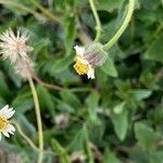 Tridax procumbens Floro