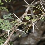 Vachellia farnesiana Bark