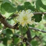 Grewia tenax Flower