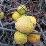 Chaenomeles japonica Meyve