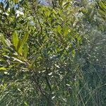 Myrica gale Leaf