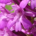 Anacamptis pyramidalisപുഷ്പം