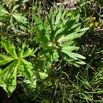 Anemonastrum narcissiflorum Leaf