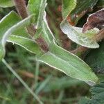 Helichrysum foetidum Blatt