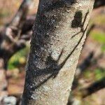 Ligustrum obtusifolium Žievė