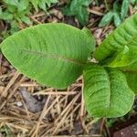 Asclepias purpurascens Leaf