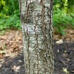 Quercus coccinea Bark