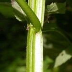 Agastache nepetoides Bark