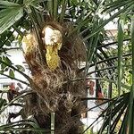 Trachycarpus fortunei Flower
