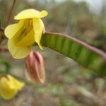 Chamaecrista flexuosa Цветок