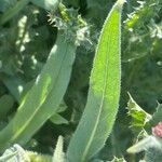 Anchusa azurea Feuille