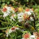 Symphyotrichum × salignum Habit