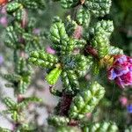 Ceanothus impressusBlad