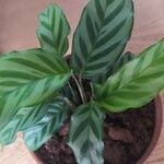 Calathea concinna Leaf