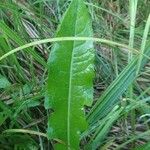 Cichorium intybus Leaf