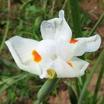 Dietes bicolor 花