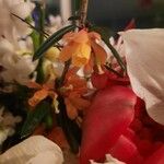 Berberis trigona Fleur