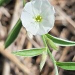 Evolvulus sericeus Yaprak