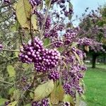 Callicarpa americana ഫലം