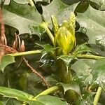 Berberis bealei Λουλούδι