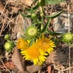 Pentanema spiraeifolium Flower