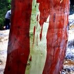 Eucalyptus deglupta Bark